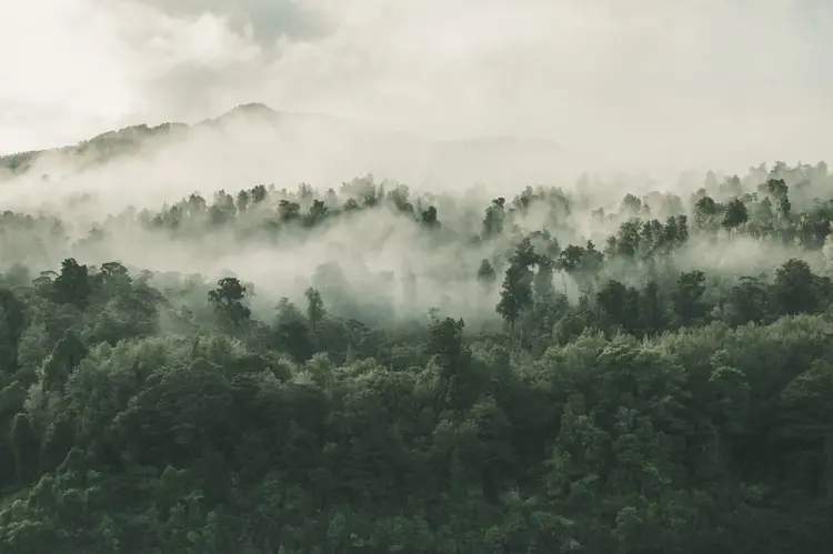 forest