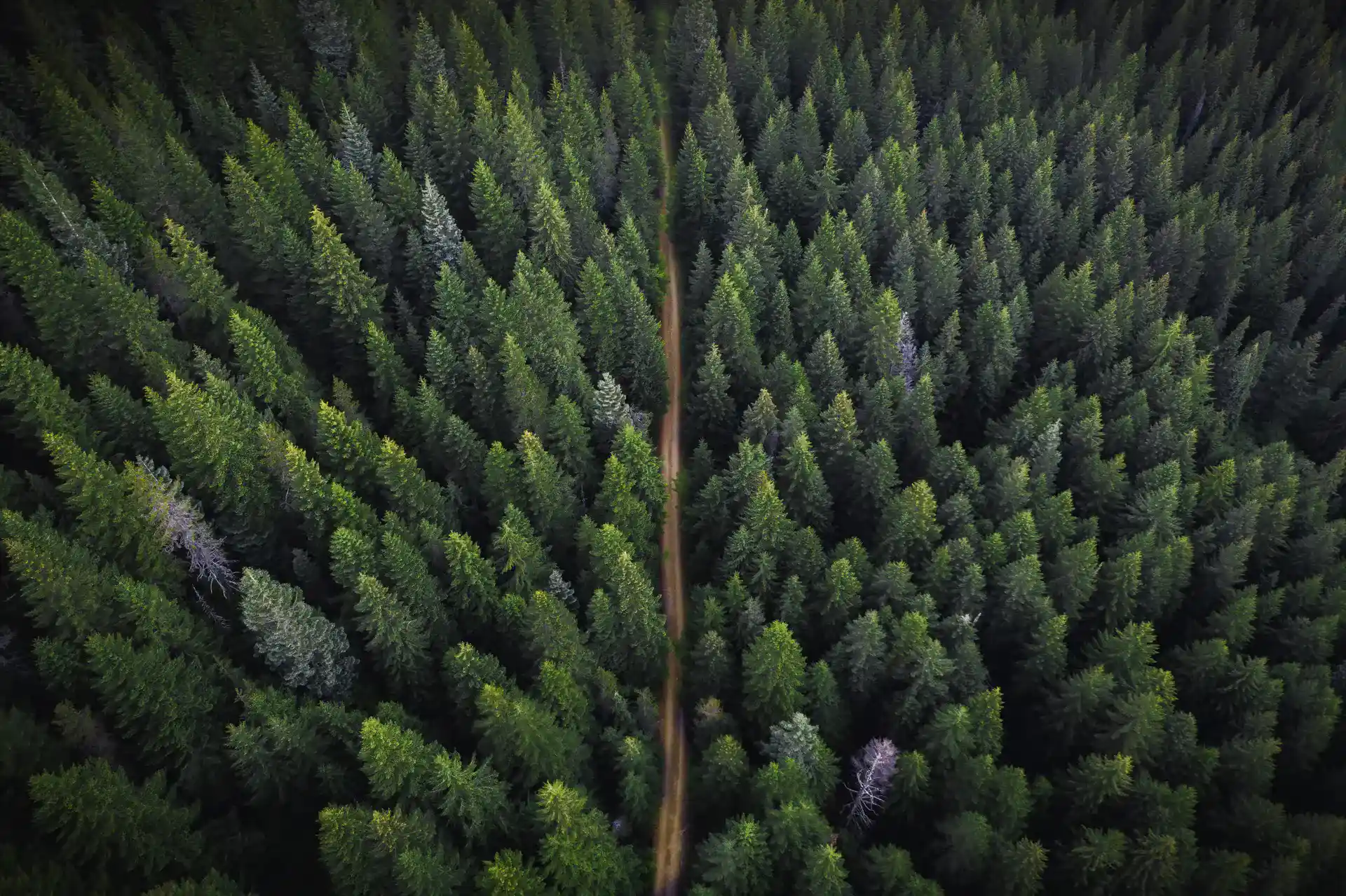 forest